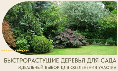 Быстрорастущие деревья для сада идеальный выбор в Донском