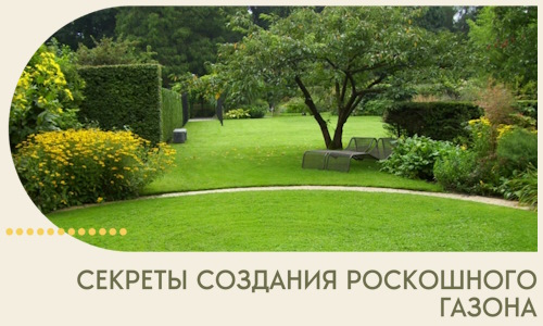 Секреты создания роскошного газона в Донском